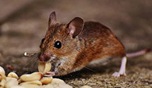 24 Hour & Emergency Exterminators in Superstition Mtn, AZ